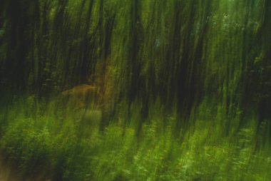 Ağaçlar yavaş kepenk kapatma hızıyla çekiliyor.