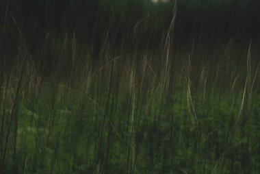 Ağaçlar yavaş kepenk kapatma hızıyla çekiliyor.