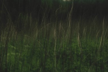 Ağaçlar yavaş kepenk kapatma hızıyla çekiliyor.