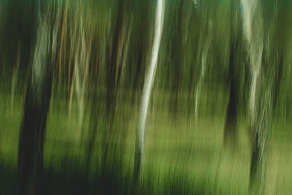 Árboles Disparados Velocidades Obturación Lentas — Foto de Stock