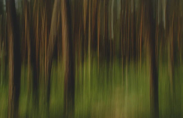 속도로 나무들 — 스톡 사진