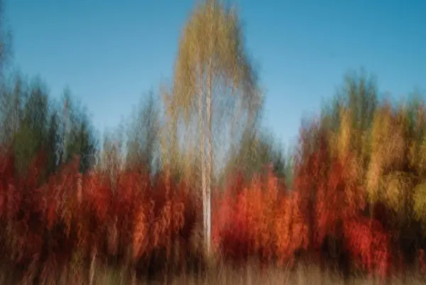 Δέντρα Πυροβολημένα Αργές Ταχύτητες Παραθύρου — Φωτογραφία Αρχείου