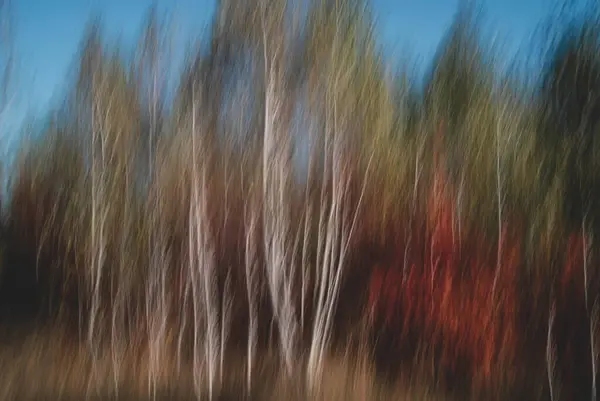 Деревья Стреляют Медленной Скоростью Затвора — стоковое фото