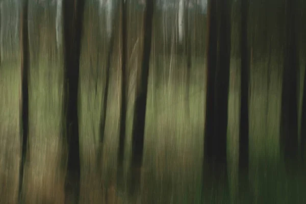 속도로 나무들 — 스톡 사진