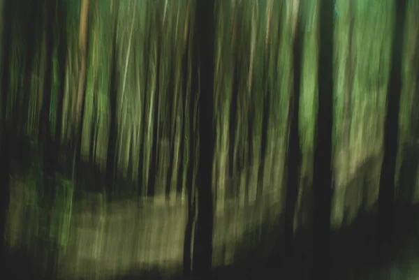Stromy Pořízené Při Pomalé Rychlosti Závěrky — Stock fotografie