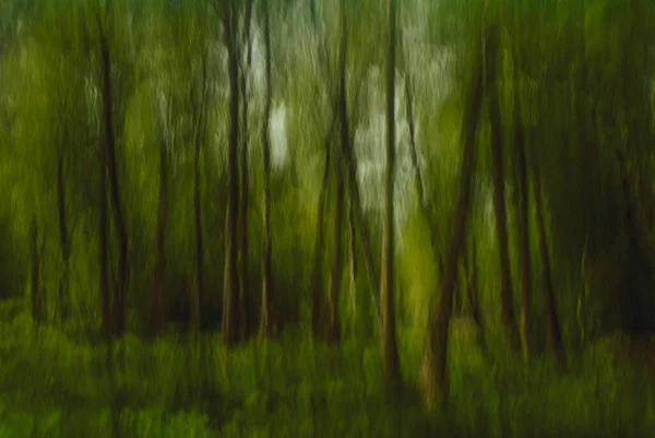 Stromy Pořízené Při Pomalé Rychlosti Závěrky — Stock fotografie