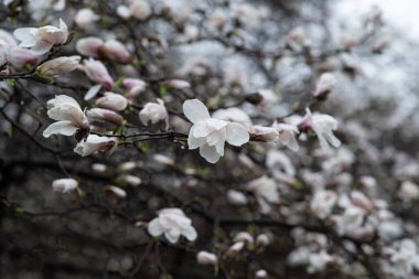 Baharda, botanik parkında manolya ağacı çiçek açmaya başlar. Dışarıda yağmur yağıyor ve manolya ağacındaki yağmur damlalarını görebilirsiniz..