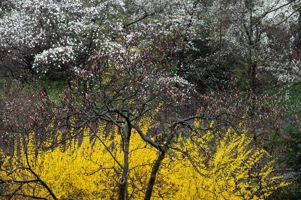 春になると 植物公園にモクレンの木が咲き始めます 外に雨が降っていて マグノリアの木の雨粒が見えます — ストック写真