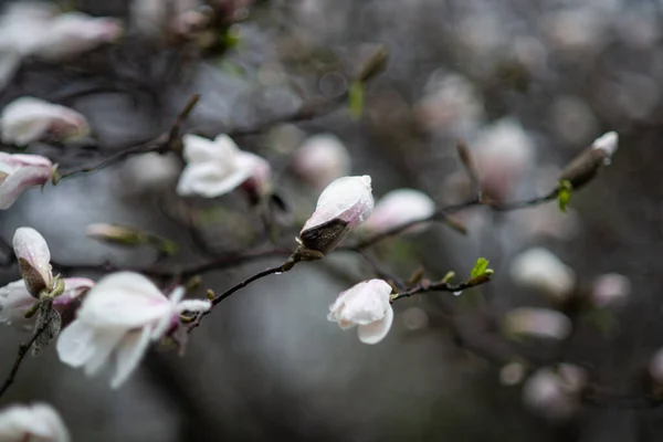 In spring, the magnolia tree starts to bloom in the botanical park. It is raining outside and you can see the raindrops on the magnolia tree.