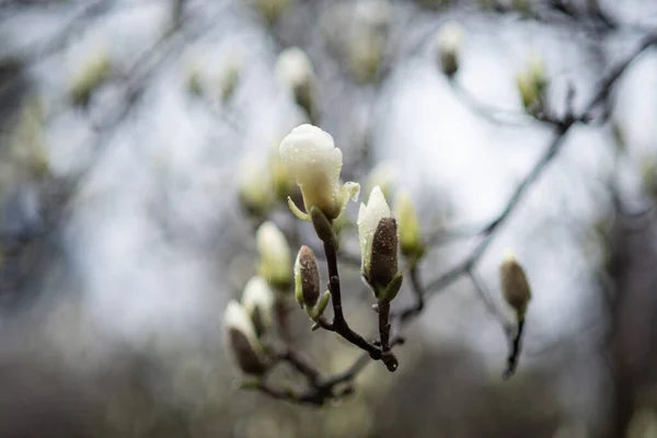 In spring, the magnolia tree starts to bloom in the botanical park. It is raining outside and you can see the raindrops on the magnolia tree.
