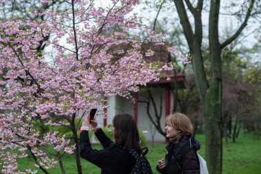 Kyoto Park, Kyiv 'de. Savaştan sonra siperler ve kirpiler şekillendi. Ve baharda sakura parkta çiçek açtı..