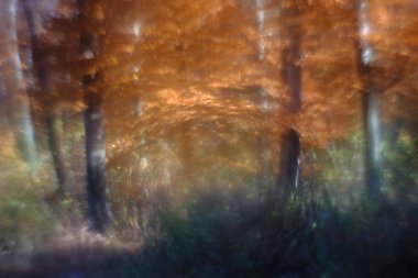 Bir ormanın, nehrin, ağaçların ve çiçeklerin güçlü bir girdap etkisi olan özel bir merceğin arkaplan görüntüsü..