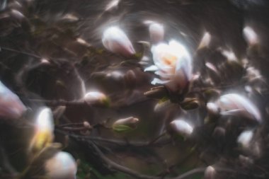 Bir ormanın, nehrin, ağaçların ve çiçeklerin güçlü bir girdap etkisi olan özel bir merceğin arkaplan görüntüsü..