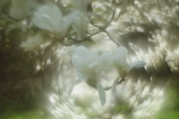 Background image of a forest, river, trees, and flowers with a special lens with a strong swirling effect.