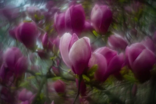 Magnolian Blommade Våren Förgrunden Magnolia Bakgrunden Med Stark Vriden Bokeh — Stockfoto