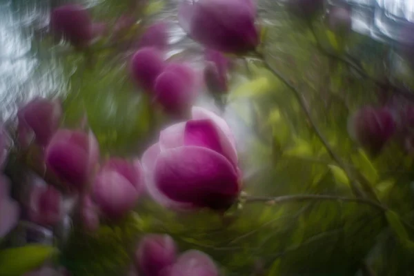 Magnolia Blossomed Spring Foreground Magnolia Background Strong Twisted Bokeh — Stock Photo, Image