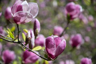 Baharda, botanik parkında manolya ağacı çiçek açmaya başlar. Dışarıda yağmur yağıyor ve manolya ağacındaki yağmur damlalarını görebilirsiniz..