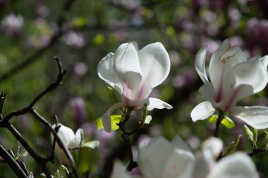 Baharda, botanik parkında manolya ağacı çiçek açmaya başlar. Dışarıda yağmur yağıyor ve manolya ağacındaki yağmur damlalarını görebilirsiniz..