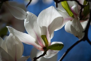 Baharda, botanik parkında manolya ağacı çiçek açmaya başlar. Dışarıda yağmur yağıyor ve manolya ağacındaki yağmur damlalarını görebilirsiniz..