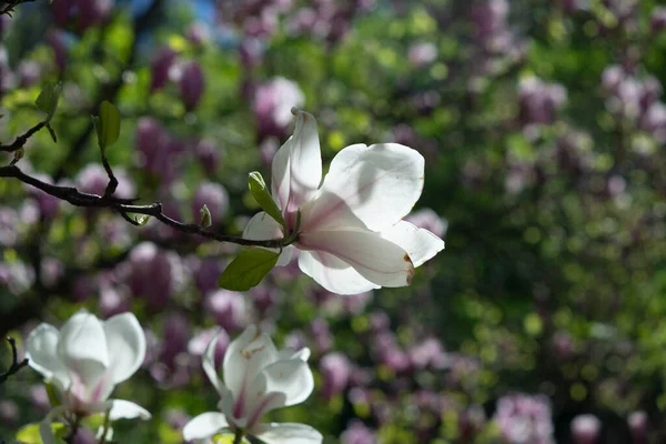 Wiosną Drzewo Magnolii Zaczyna Kwitnąć Parku Botanicznym Zewnątrz Pada Deszcz — Zdjęcie stockowe
