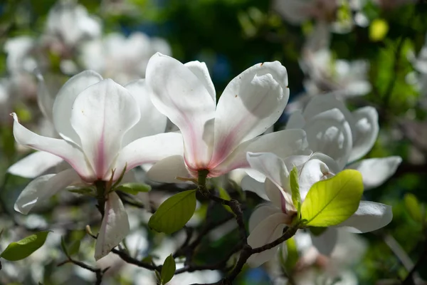 Våren Börjar Magnoliaträdet Blomma Den Botaniska Parken Det Regnar Ute — Stockfoto