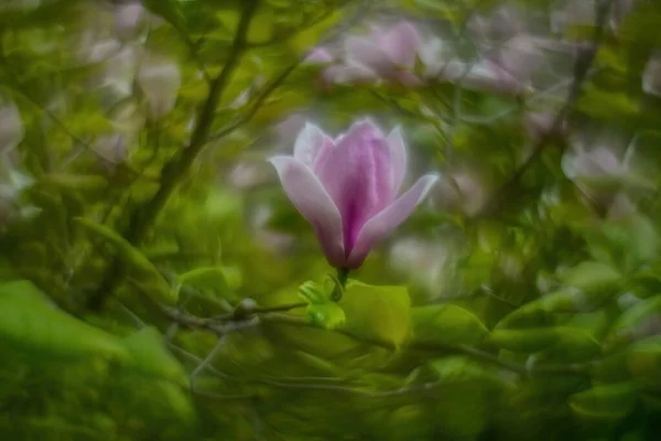 Magnolia Floreció Primavera Primer Plano Una Magnolia Fondo Con Fuerte — Foto de Stock