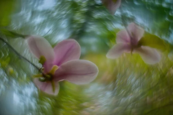 Manolya Baharda Çiçek Açtı Planda Güçlü Bükülmüş Bir Bokeh Ile — Stok fotoğraf