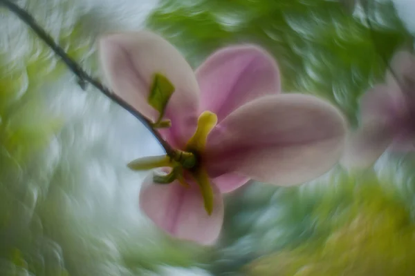 Magnolia Floreció Primavera Primer Plano Una Magnolia Fondo Con Fuerte — Foto de Stock