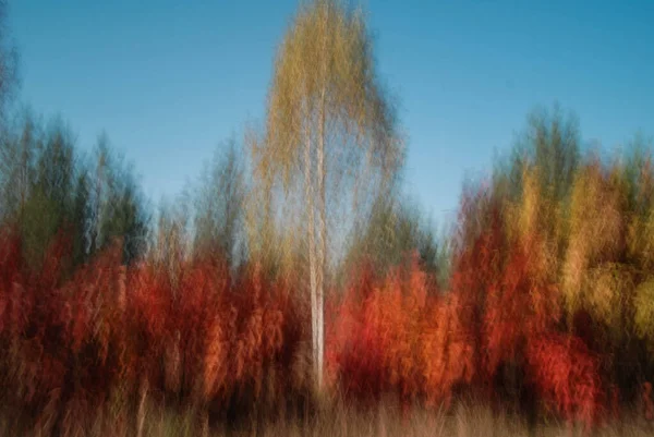 Δέντρα Φθινόπωρο Λαμβάνονται Μεγάλη Ταχύτητα Κλείστρου — Φωτογραφία Αρχείου