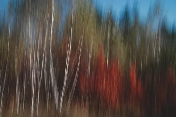 Sonbaharda Ağaçlar Uzun Kepenk Kapama Hızıyla Alınır — Stok fotoğraf