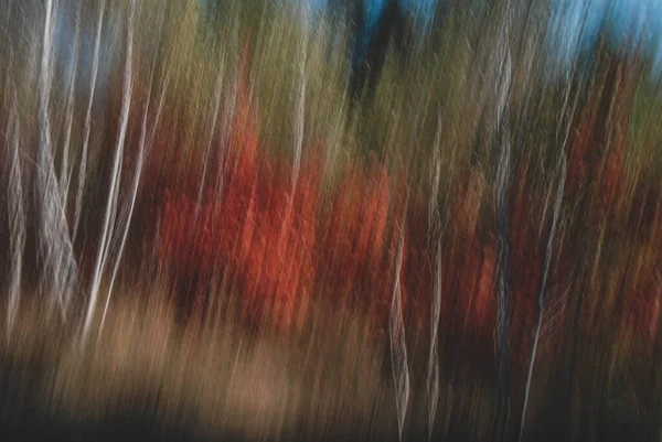 Sonbaharda Ağaçlar Uzun Kepenk Kapama Hızıyla Alınır — Stok fotoğraf