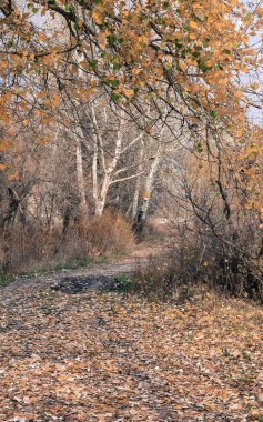 Sonbahar sisi ağaçların sarı yapraklarını sıkıca sarıyor ve nehrin yanındaki ormanda büyülü bir deneyim yaratıyor..