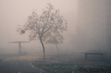 Sonbahar sisi nazikçe şehri sarıyor, sarı yapraklar yavaşça yere değerken, ayaklarının altındaki yumuşak bir halı gibi, son renklerini açığa çıkarıyor..