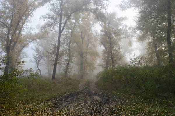 Autumn Fog Tightly Envelops Yellow Leaves Trees Creating Magical Enchanted — Stock Photo, Image
