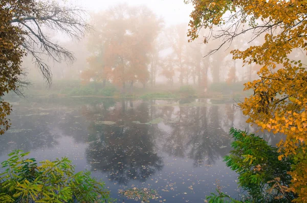 Φθινοπωρινή Ομίχλη Τυλίγει Σφιχτά Κίτρινα Φύλλα Των Δέντρων Δημιουργώντας Μια — Φωτογραφία Αρχείου