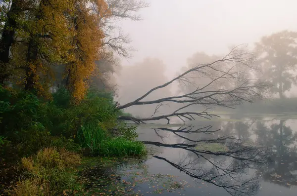 Jesienna Mgła Szczelnie Otacza Żółte Liście Drzew Tworząc Magiczne Zaczarowane — Zdjęcie stockowe