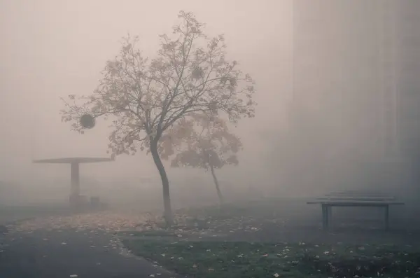 Φθινοπωρινή Ομίχλη Αγκαλιάζει Απαλά Την Πόλη Ενώ Κίτρινα Φύλλα Αγγίζουν — Φωτογραφία Αρχείου