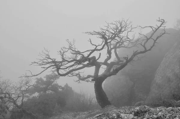 Árbol Sin Hojas Una Ladera Montaña Niebla — Foto de Stock