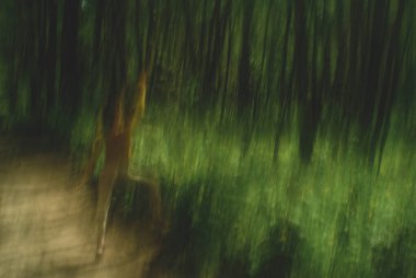 Koleksiyonumuzla baharın özünü yakalayın canlı yeşil ağaçların uzun pozlu çekimleri mevsimin tazeliğini ve yenilenmesini güzel bir şekilde sergiliyor..