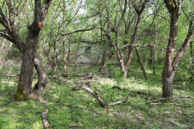 Chornobyl nükleer santral felaketinden 37 yıl sonra zamanda donan Pripyat şehrinin unutulmaz bir görüntüsü. Doğa tarafından geri kazanılmış ıssız sokaklar, bir zamanlar hayat dolu ve şimdi sessizlik içinde gizlenmiş bir topluluğun kutsal hikayesini fısıldıyor.. 