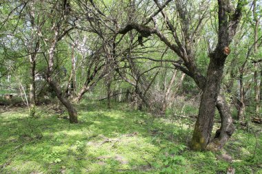 Chornobyl nükleer santral felaketinden 37 yıl sonra zamanda donan Pripyat şehrinin unutulmaz bir görüntüsü. Doğa tarafından geri kazanılmış ıssız sokaklar, bir zamanlar hayat dolu ve şimdi sessizlik içinde gizlenmiş bir topluluğun kutsal hikayesini fısıldıyor.. 