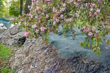 Kyiv 'in savunma hattı kiraz çiçekleri, tanksavar engelleri ve piyade siperleriyle dolu bir parktan geçiyor.