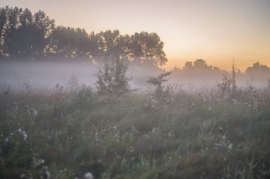 Yumuşak bir yaz sabahı sisi, ağustosun sonunda şehrin yakınındaki tarlaları kaplıyor, altın otların arasında zikzak çiziyor ve yeni bir günün vaadini fısıldıyor.
