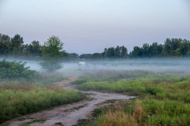 A soft summer morning mist drapes the fields near the city at the end of August, weaving through the golden grasses and whispering the promise of a new day clipart