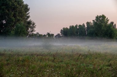 A soft summer morning mist drapes the fields near the city at the end of August, weaving through the golden grasses and whispering the promise of a new day clipart