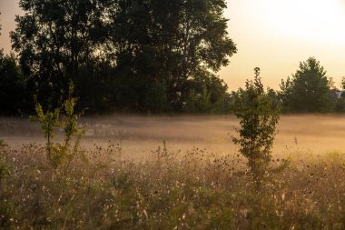 Yumuşak bir yaz sabahı sisi, ağustosun sonunda şehrin yakınındaki tarlaları kaplıyor, altın otların arasında zikzak çiziyor ve yeni bir günün vaadini fısıldıyor.