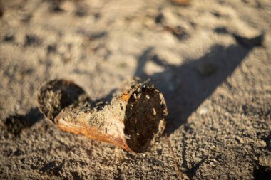 The shoreline after the tide receded revealed bottles, cans, and shells scattered on the stumps of trees. clipart