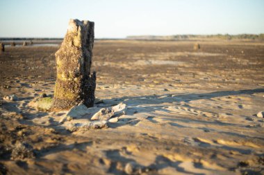 Gelgit çekildikten sonra kıyı şeridi ağaç kütüklerine saçılmış şişe, kutu ve kabukları ortaya çıkardı..