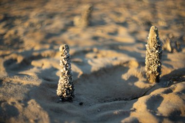 Gelgit çekildikten sonra kıyı şeridi ağaç kütüklerine saçılmış şişe, kutu ve kabukları ortaya çıkardı..