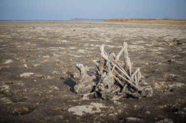 Peri masalı yaratıklarına benzeyen su kenarında tökezliyor..